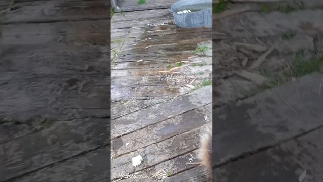 Заедают....