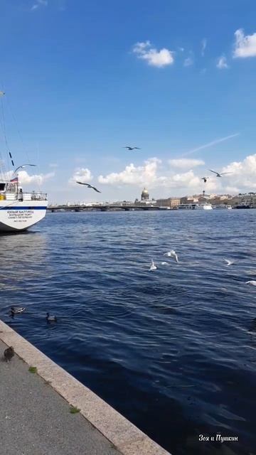 Чайки, Нева и летнее настроение.