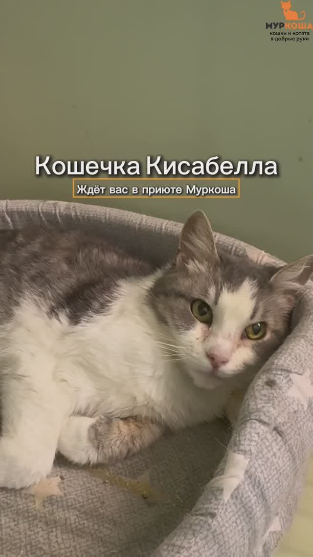 Кисабелла ждёт вас в приюте #Муркоша