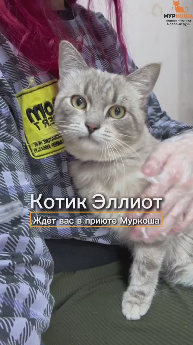 Эллиот ждёт вас в приюте #Муркоша