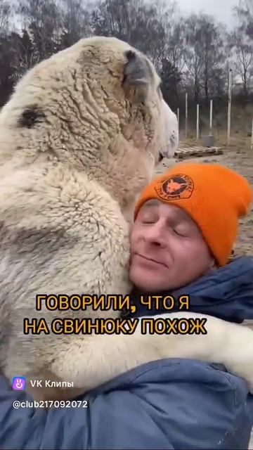 Кошки усатые, полосатые.mp4