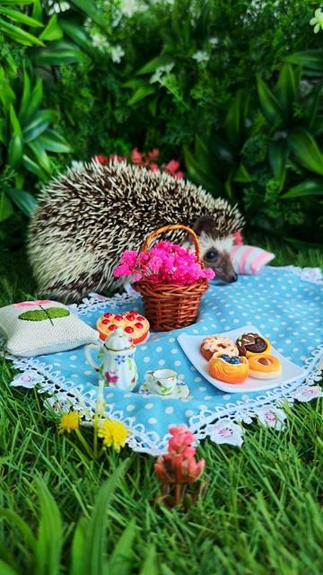 Самый милый пикник у ёжика