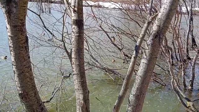 утки дикие вернулись с курорта