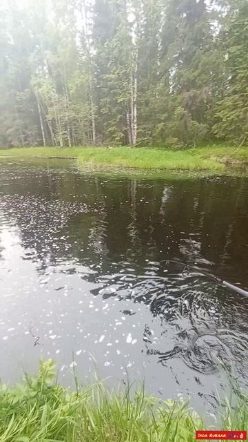 #моехобби#Рыбалка#РыбалкавКарелии#ТОПчимДальше#Спиннинг#Волжанка#Щука #сeзoнпикников #открываюмир