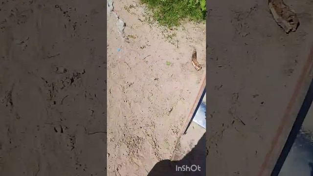 Скатывоюс с горки. челендж