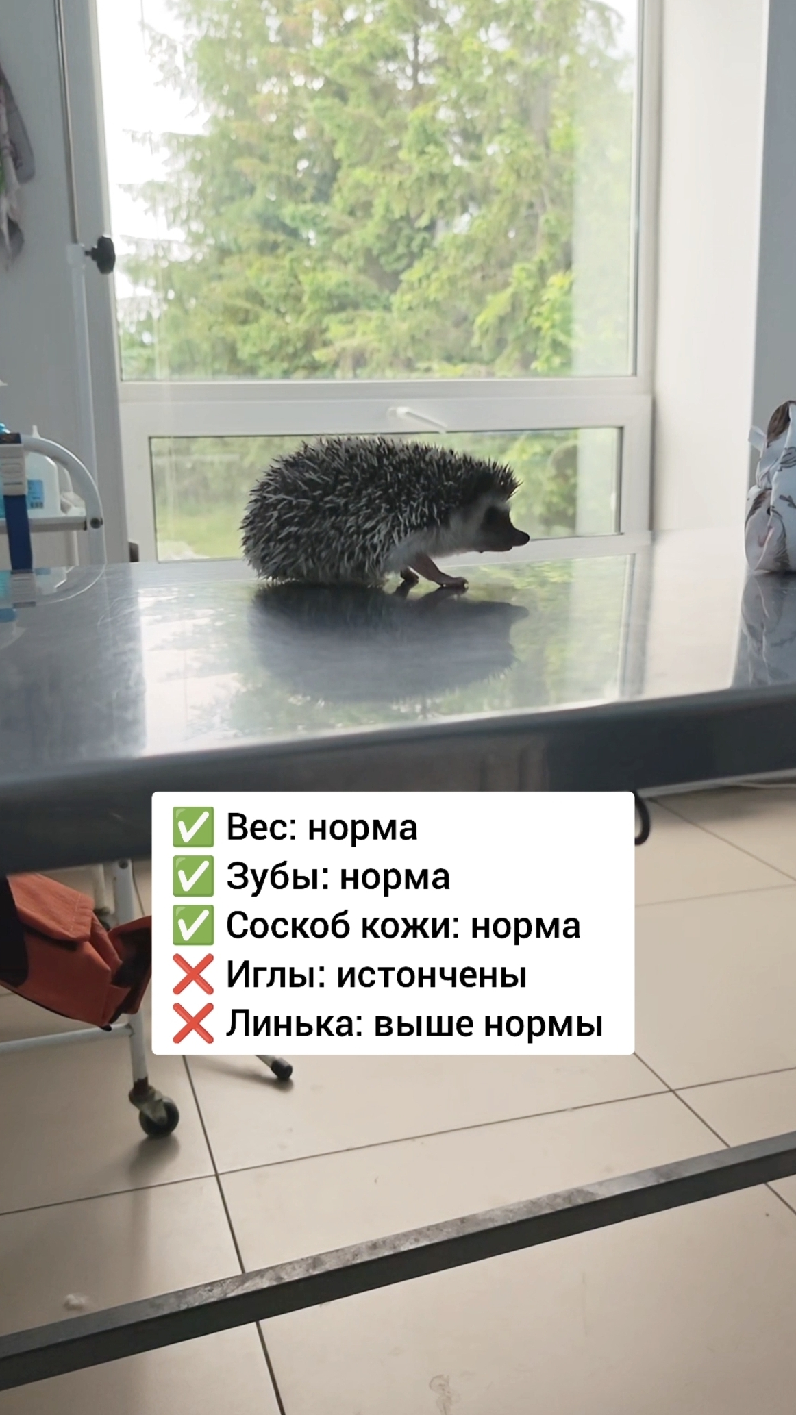 Ёжик Шуша посетила ветеринара