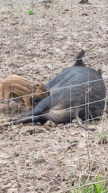Охота на Кабана 🐗