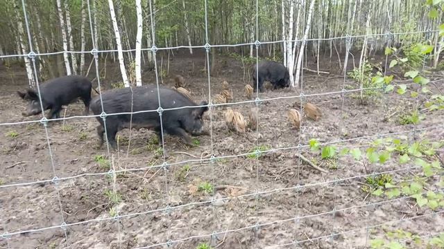 Охота на Кабана 🐗
