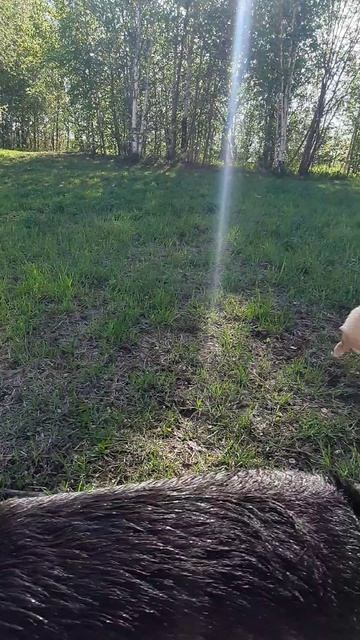 Новое знакомство корги Булочки с собакой в Мега-парке  #корги #собаки #corgi #corgivlog #superdogs