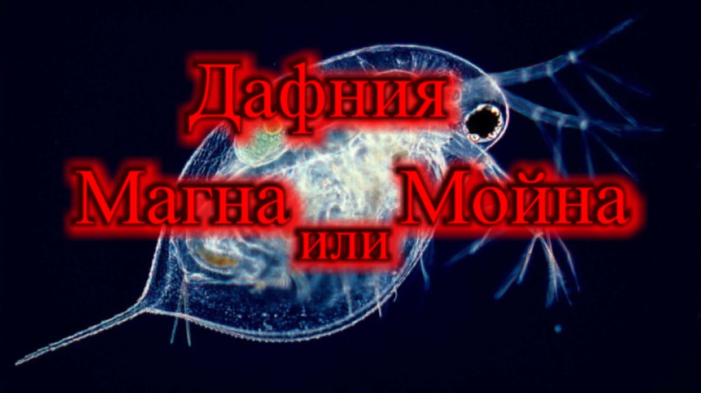 КАКАЯ РАЗНИЦА МЕЖДУ ДАФНИЕЙ МАГНОЙ И МОЙНОЙ