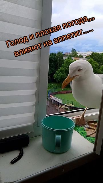 Утренние подлеты.Голод.mp4