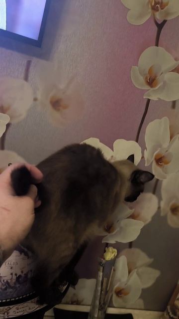Котострофа