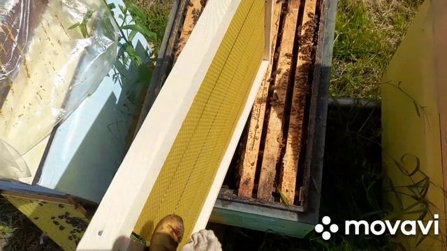 ПРИШЛИ НЕПЛОДНЫЕ МАТКИ🐝 4.06.2026 #пчелы #пасека #пчеловодство