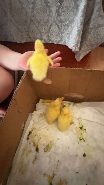 СОФИЯ С 🐣 УТЯТАМИ 🐥