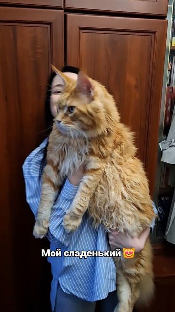 Мой сладенький 😻 #мейнкун #котики #любовь #кошатница #кот