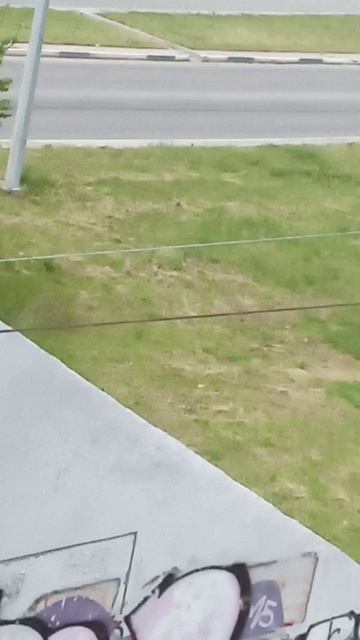 леввёнок на мосте