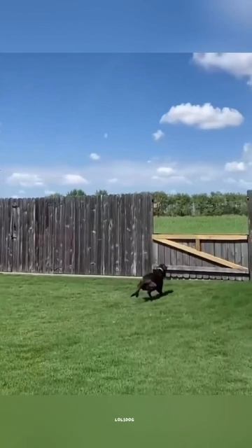 Ball Chasing Champions, Random Fails, And German Shepherd Drama