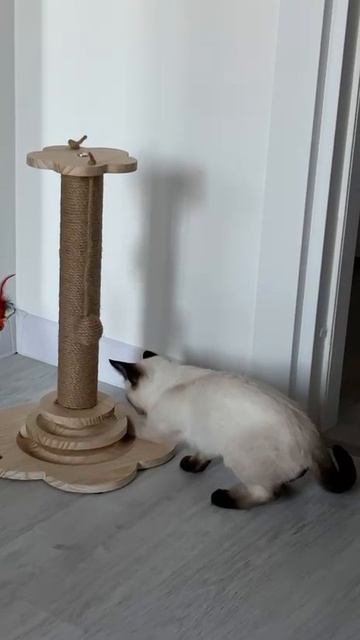 Тайская кошечка Ulrika Gamlet приехала в новый дом и уже освоилась😍