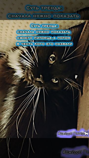 мы рил в честь него назвали☺️ #ДжерриПитер #кот #р_е_к_и