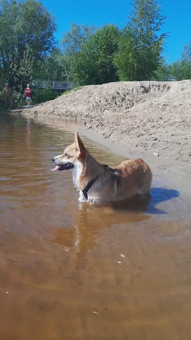 Булочка купается в реке в первый раз, сезон купания открыт #корги #corgi Corgi In The River