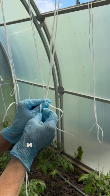 🍅 Самый надёжный способ подвязки томатов, перцев и огурцов в теплице 🌱