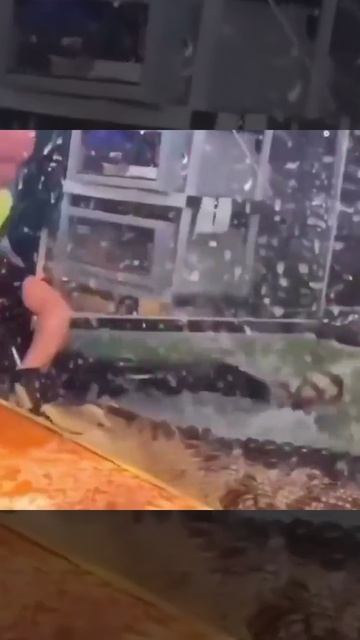 Во время детского праздника аллигатор напал на сотрудницу зоопарка, серьезно повредив ей руку