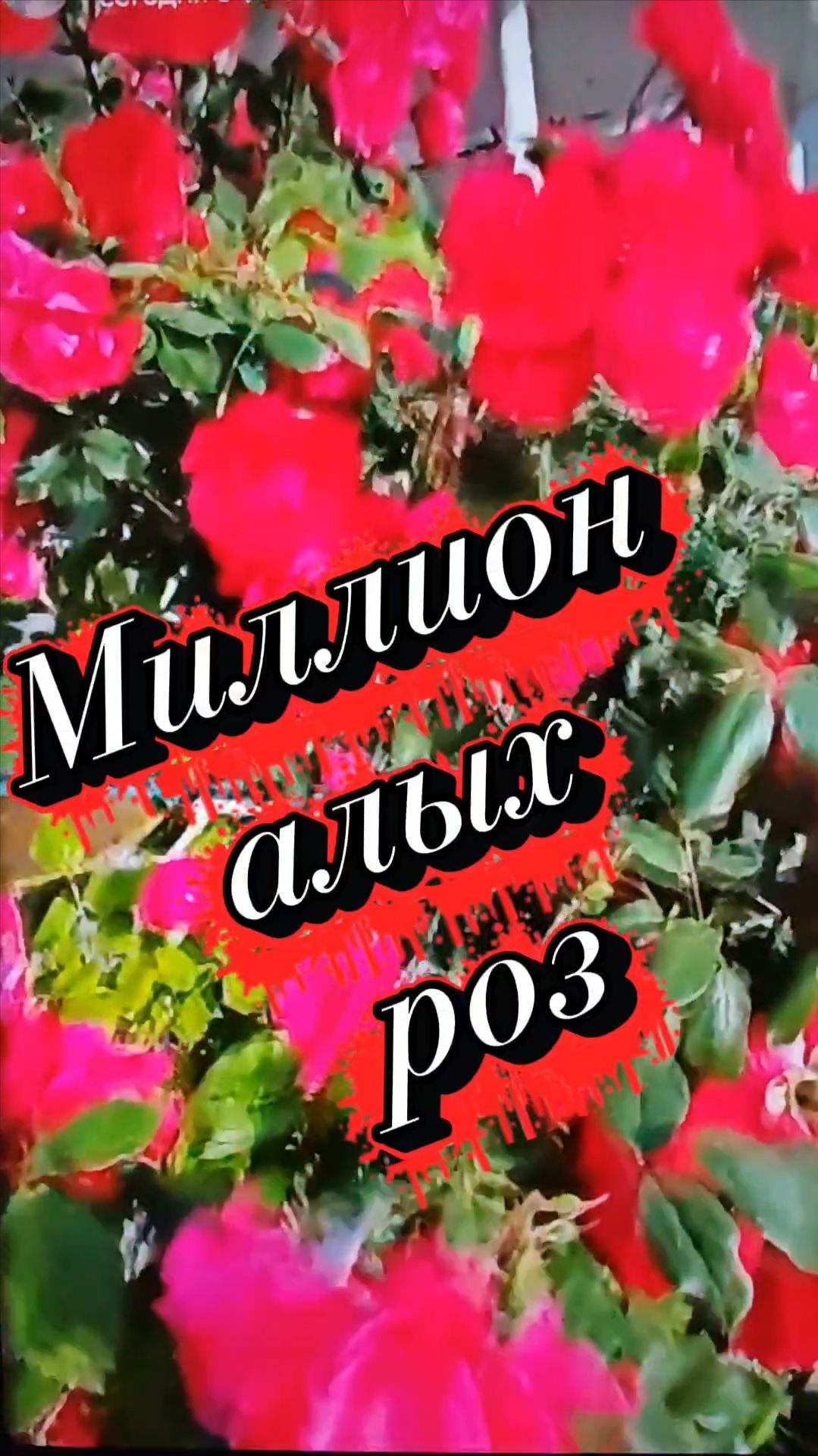 Миллион алых роз