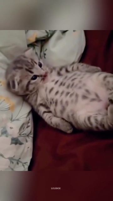 Funny Faces, Sleeping Everywhere & Velcro Cats That Never Leave You Alone