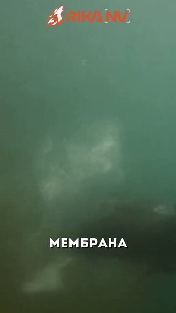 Интересные факты о бобрах: инженеры природы, которые меняют ландшафт. RikaNV познавательный
