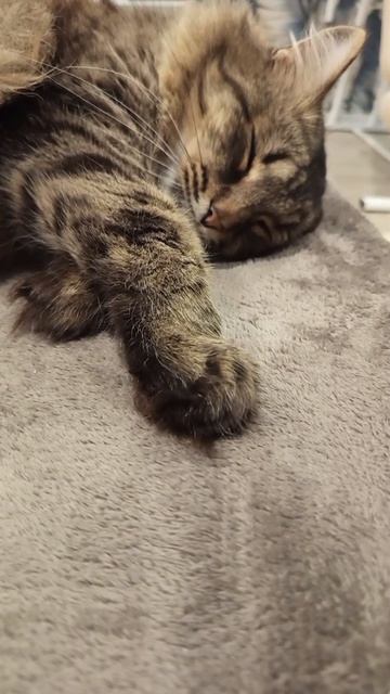 Тимка отдыхает #мойпитомец #котспит #кот #сон #няшныекоты