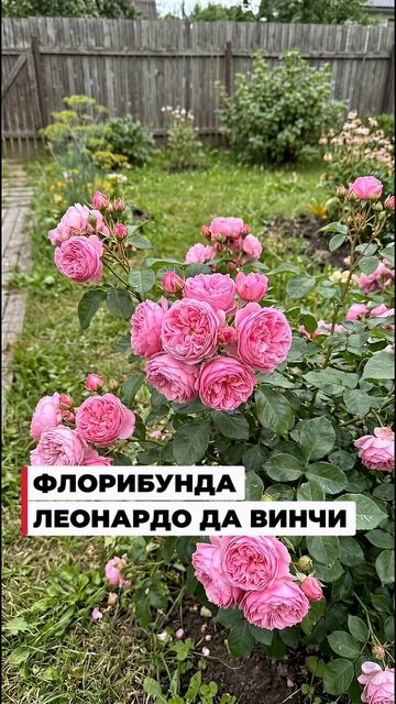 2 розы для начинающих, которые цветут всё лето 🌹