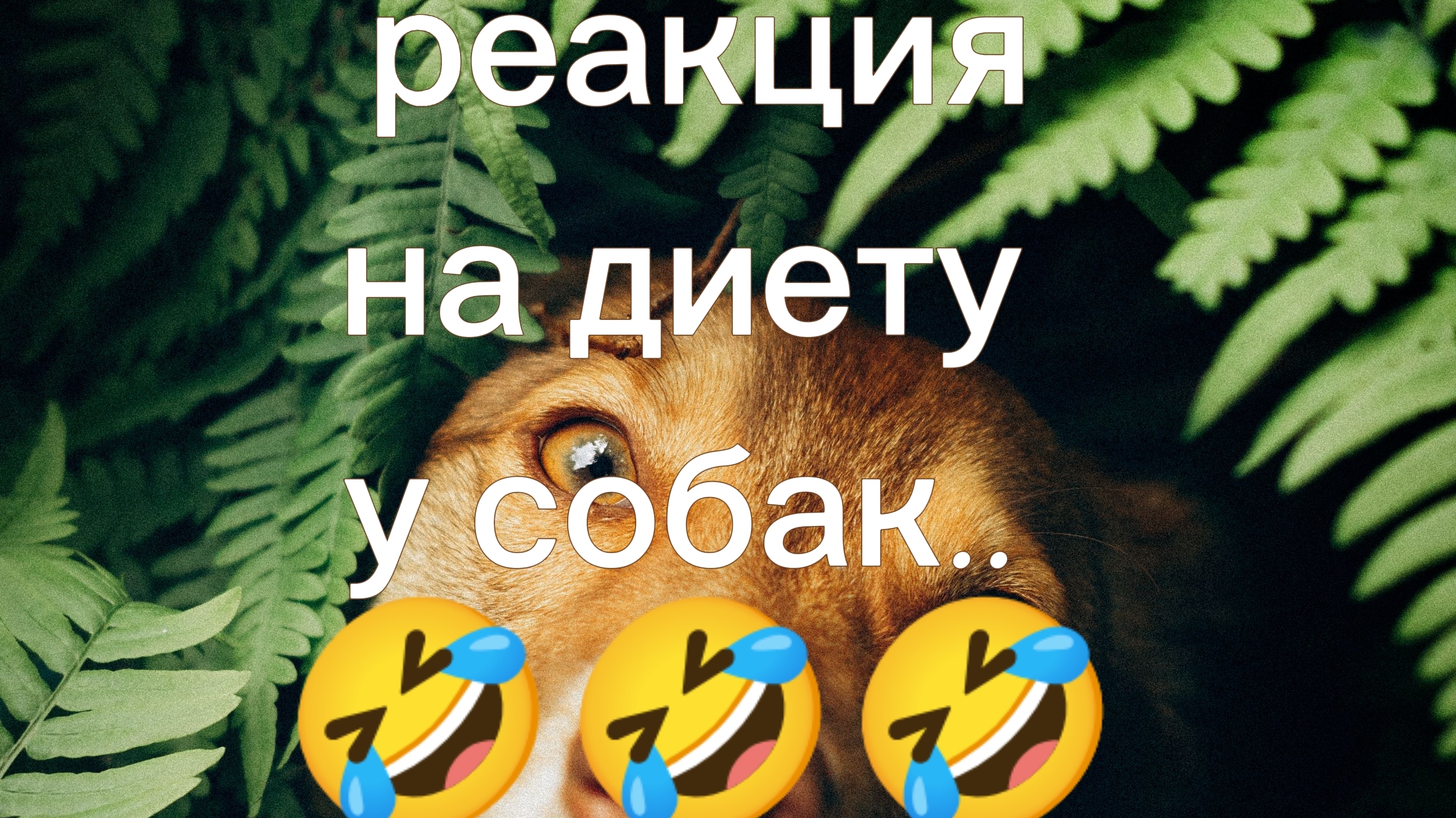 РЕАКЦИЯ НА ДИЕТУ у собак🤣🤣🤣🤣