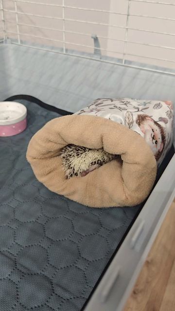 Ёжик ложится спать