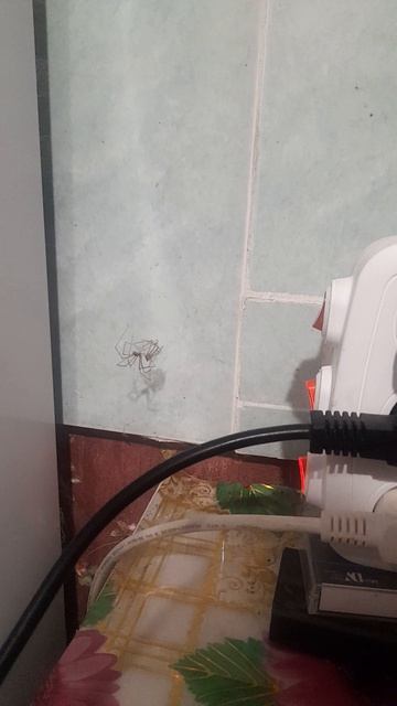 Размножение домашних пауков.