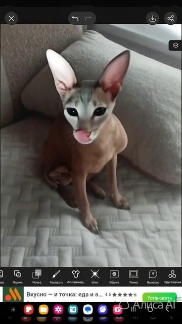 собака😍 и котик