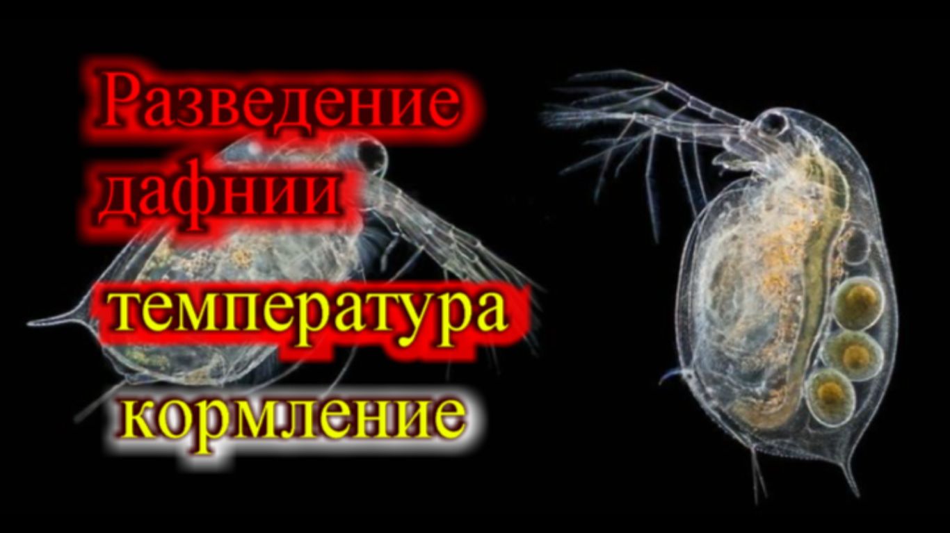 РАЗВЕДЕНИЕ ДАФНИИ ПРИ КАКОЙ ТЕМПЕРАТУРЕ КАК КОРМИТЬ