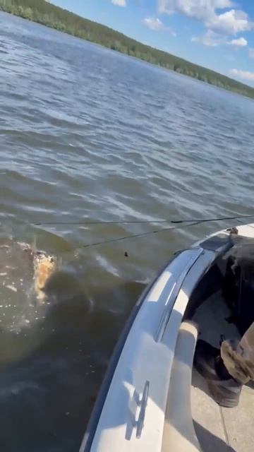 Рыбаки вытащили из Старомайнского залива браконьерские сети весом в тонну  Акватория Волги вдоль бер