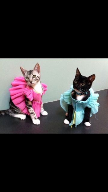 модные котики