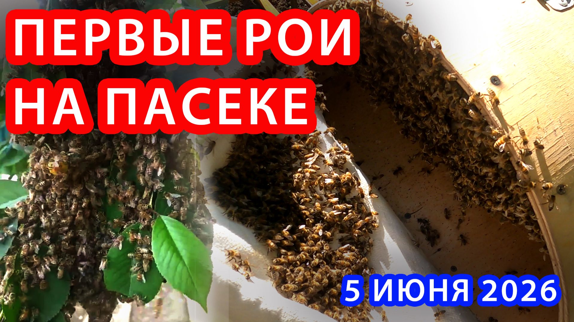 ПЕРВЫЕ РОИ НА ПАСИКЕ
