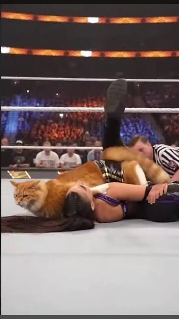 Кот в WWE