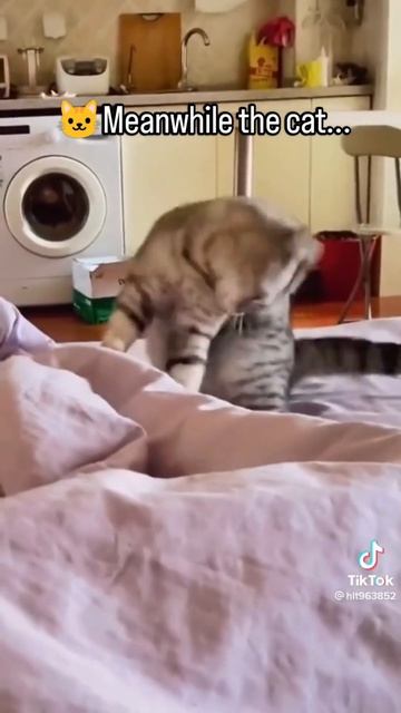 ПОКОРМИ  КОТА!!!!