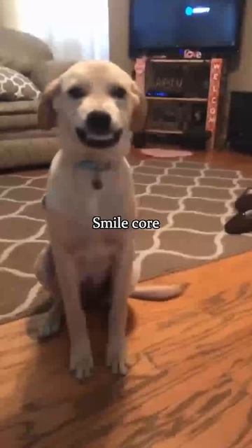 🐱🐈Лапки решают🐕🐶