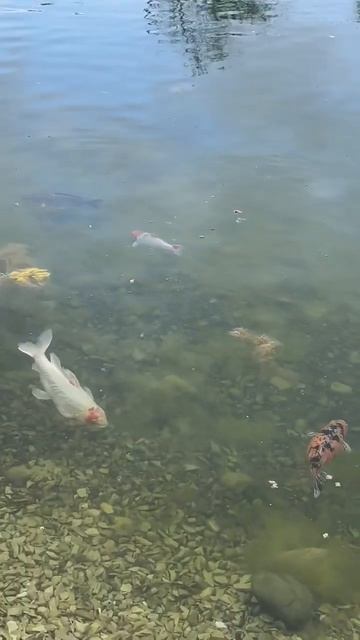 ГЕЛЕНДЖИК