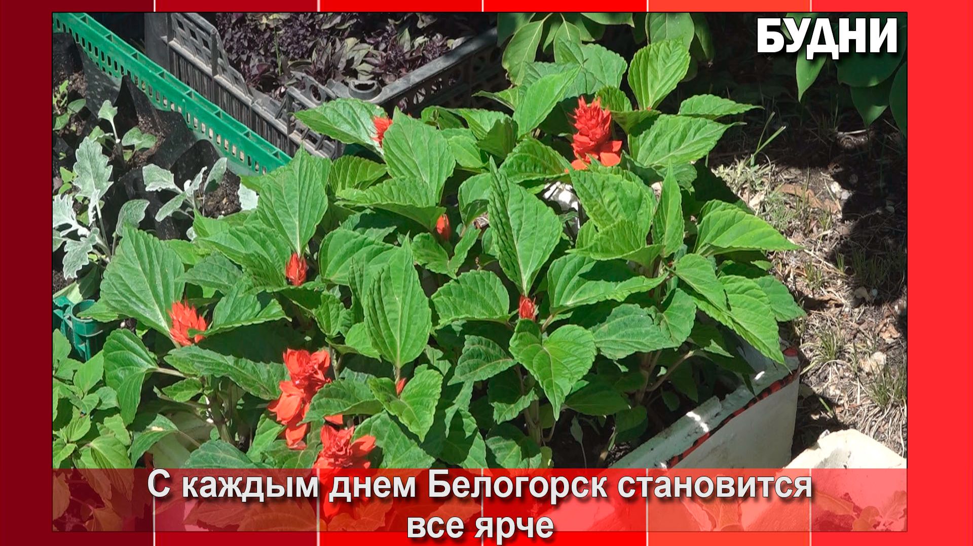 Белогорск становится ярче