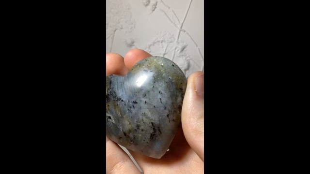 Лабрадор сердце
