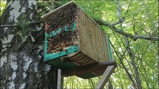 Огромный рой не поместился в ловушку.