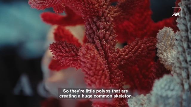 Reds For Red: Protecting Our Oceans & Defending The Colour Red With Isak, Jones, Kerr & Olsson