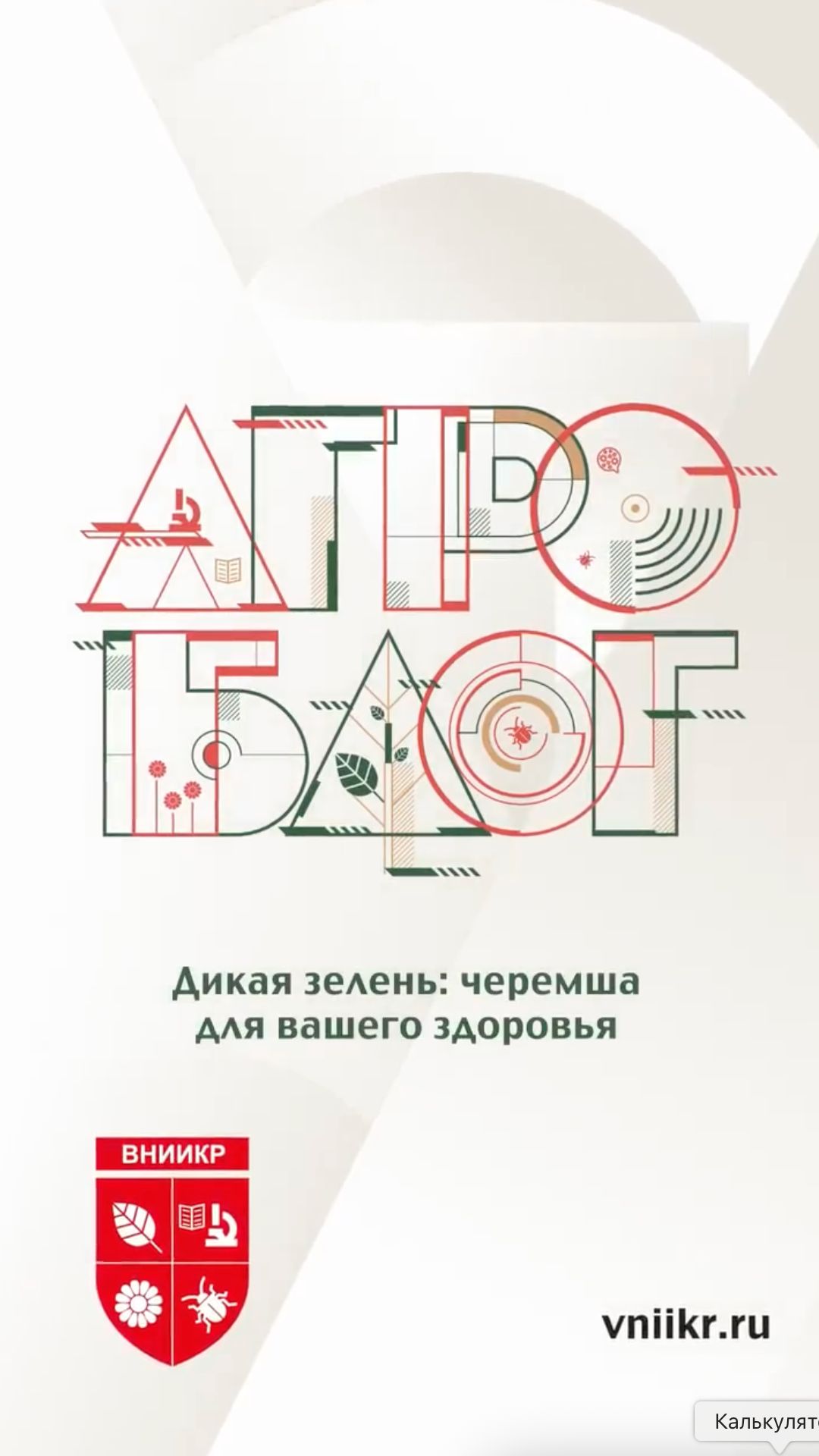 Дикая зелень: черемша для вашего здоровья