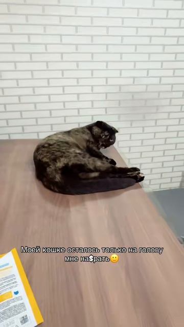 Нефтяной котенок