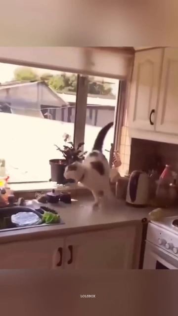 Jealous Cats, Total House Destruction & Moms Who Need A Break